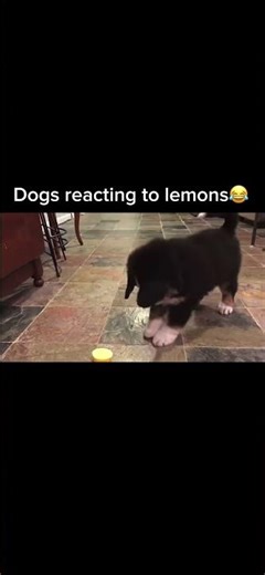 Dogs Try Lemons for the First Time 🍋😂 | Funniest Dog Reactions Ever