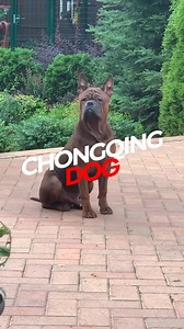 10K views · 454 reactions | Discover the captivating history of the Chongqing dog, one of China's rarest and most ancient breeds. Explore the unique traits and characteristics of these muscular, loyal, and intelligent dogs that were once hidden treasures in China's southwestern mountain region. Delve into their fascinating story and learn how they have piqued the interest of dog enthusiasts worldwide. | The Bully View | Facebook