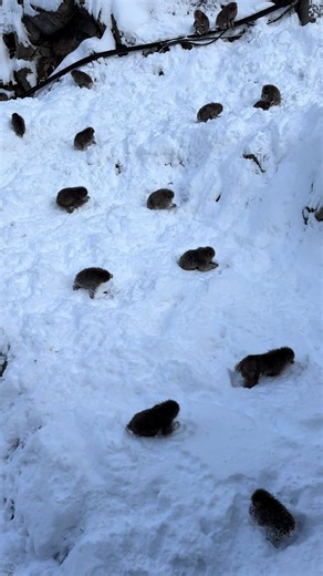 長野の地獄谷野猿公苑で猿と楽しむ旅行