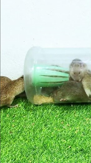 Simple homemade trap catches every mouse #mousetrap #mouse #diy 2