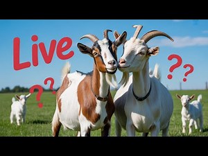 Goat Farming: A Practical Guide to Entrepreneurial Success