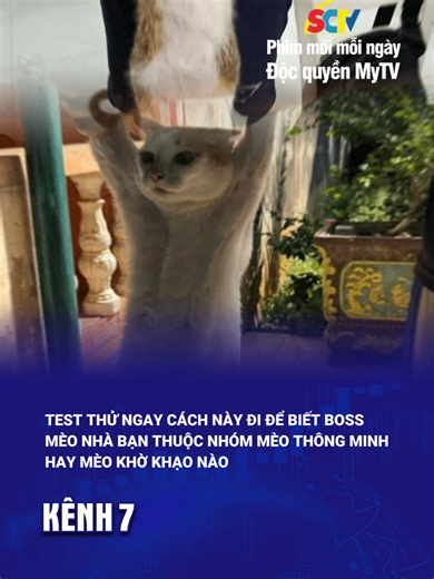Kiểm Tra Độ Thông Minh Của Mèo Nhà Bạn