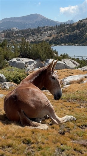My 8 day point of view camping and riding with mules. Want to join me next year? PM me! #packmule #camping #adventuretravel #photographytrip #photography #workshop #photographyworkshop #california #highsierras #jmt #pct #johnmuirtrail #pacificcresttrail #travel #photographer #anseladamswilderness Rock Creek Pack Station | Tailor Mayde - Dog & Pet Photography