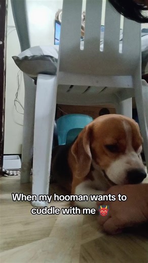 Cuddle depends on my mood 😊#beagle #beagledog #beaglelovers #dog #dogs #doglovers #reels #reelsfb | Baileys The Beagle