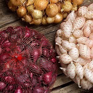 Mixed Red, White, and Yellow Onion Sets 1 Pound Non-GMO Bulbs for Planting - Onion Assortment