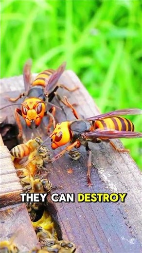 Giant Hornets vs Honeybees 🐝🔥 | Nature’s Deadliest Battle