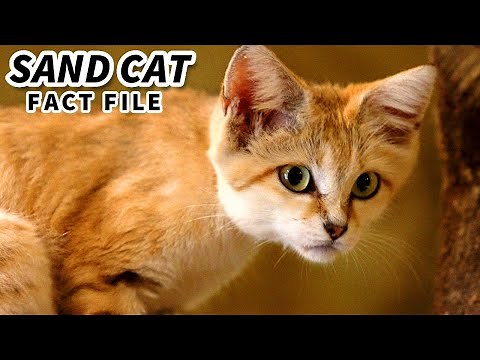 Sand Cat Facts: the DESERT CAT 🐈 Animal Fact Files