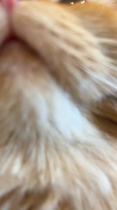 a little smooch from Nacho in case you’re having a rough day 🥰 | Christian Bautista