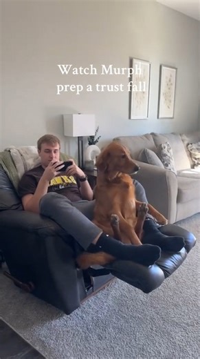Golden Retriever's Trust Fall Ends in Pets