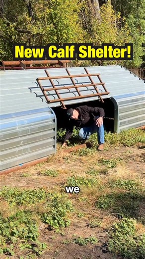 We got a new calf shelter! #farmlife #cows | Wills Family Farm