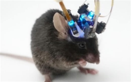 0.43克！世界最轻头戴式荧光显微镜深圳问世