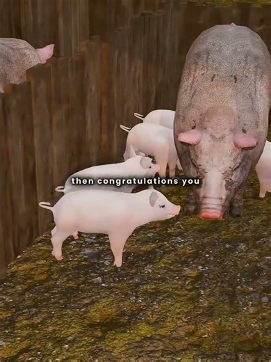 How Pig Castration Improve Meat Quality 🤯 #castration #pig