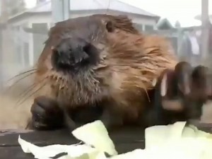 Studies show that seeing a beaver eat cabbage lowers stress by 17%