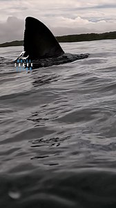 10K views · 182 reactions | Great White Shark Displays Dorsal Fin Above The Surface | White Shark Ocean | Facebook