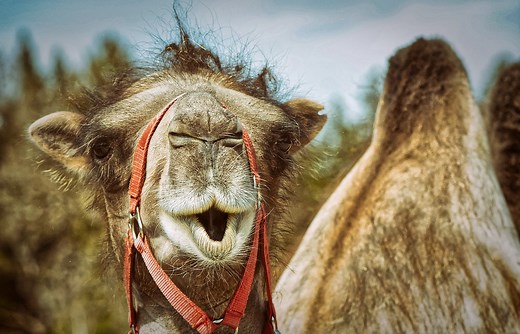 115 Cute and Funny Camel Names - Animal Hype