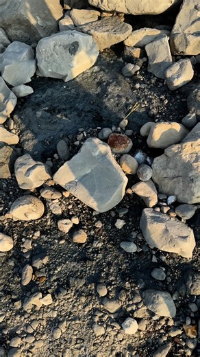 This video shows two Nautiloids that you can find on CBN, we were extremely lucky to find them withing the hour ❤️ #fossils #paleontology #ammonite #dinosaur #capblancnez #museum #beach #prehistoric #rocks #stone #minerals #chalk | Fossiles de cap blanc nez