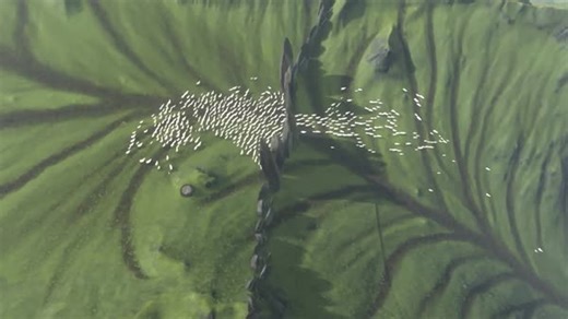 Cozy up with an early look at life as a sheepdog in The Free Shepherd 🐕 | PlayStation