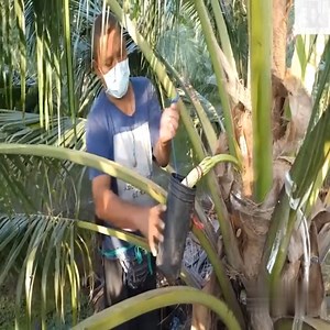 259K views · 4.7K reactions | 150 ans d'histoire de la fabrication du sucre de coco en Thaïlande 蘿#videoclip #coolvideo #trendingvideo | La Petite Zota - Ange Kanon | Facebook