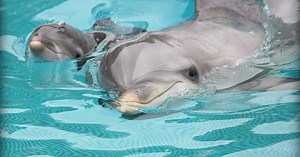 Naissance d'un bébé dauphin au parc Planète Sauvage