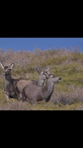 290 reactions · 17 shares | Après le mouflon pluvieux, les cerfs venteux  #corsica #corse #altaroccatourisme #cerf #cerfdecorse | A Muvrella Randonnées | Facebook