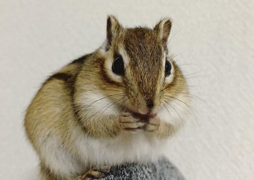 Chipmunk Names - Over 70 Great Ideas For Naming Your Chipmunk