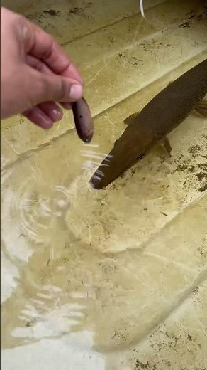 Alligator Copper Feeding Jwel Fish #jwelfish#alligatorgar #garfish #mumbai #kurla #shorts