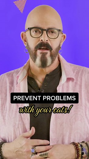 How to Prevent Problems with Your Cat Effectively