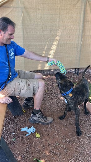 Happy Monday, Friends! Barney is our next HANDSOME Pet of the Week! 😍 Barney is a darling 8-month-old pup who was found as a stray and never claimed ☹️ He was very shy when he first came to us, but he has really come into his own! Barney is still unsure of other dogs. We don't think he's had much experience with them and he may prefer to be an only dog. This big boy loves people and loves to play! Fetch is a favorite of his and it's so fun to watch him bounce around the park and go after those