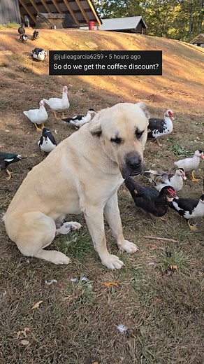 72K views · 3.4K reactions | Az marks territory and I mark down prices. Use code POOR AZ at checkout to save 5%! #narrowayhomestead #offgridlife #aslandog #markdown #discount #code | Nate Petroski | Facebook