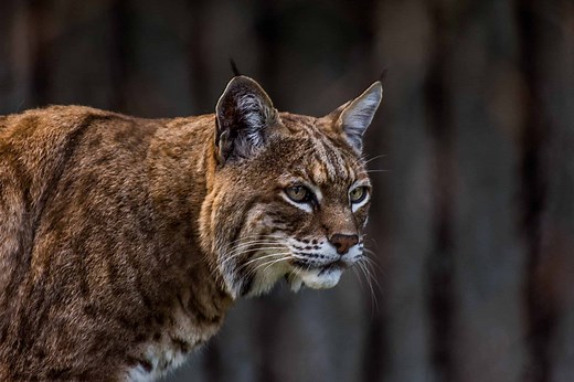 Bobcats in North Carolina: Types and Where They Live