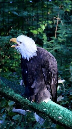Bald Eagle vs Red-tailed Hawk Vocalization #HawkvsEagle #vocalist #animalfacts