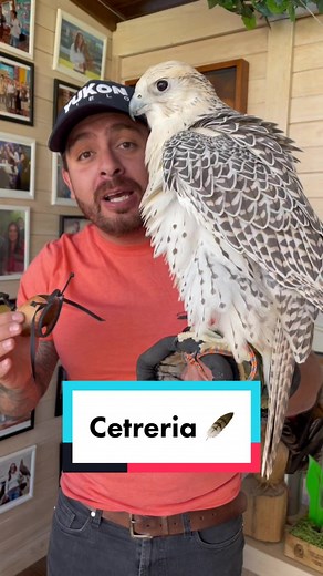 Día Internacional de la Cetrería: Un Patrimonio Cultural