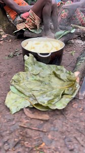 For the Baka pygmies of the Congo and Cameroon rainforests, cassava is one of the most important staple foods. They cultivate it in small gardens near their camps and also obtain it through trade with neighboring villages. Its roots are eaten boiled, roasted, or ground into a type of flour, while the leaves are cooked as a vegetable. It is an energy-rich food that complements the game, honey, and wild fruits in their forest diet. #inspirationofafrica | Quim Fàbregas