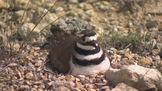 Killdeer bird caught on video in Central Texas