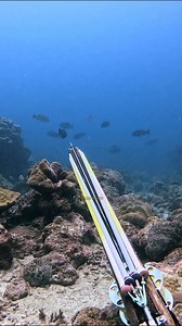 62K views · 976 reactions | 錄 RED #spearfishing #redbass #panahikan #kakapmerah #duniabawahlaut #reels #fyp | Darman Spearo | Facebook