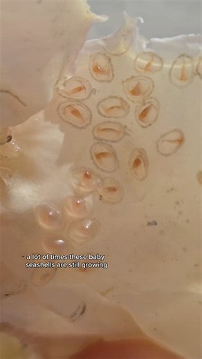 𝑻𝒉𝒆 𝑺𝒆𝒂𝒔𝒉𝒆𝒍𝒍 𝑴𝒆𝒓𝒎𝒂𝒊𝒅 💙 𝘒𝘳𝘪𝘴𝘵𝘦𝘯 | Seashell egg casing on the beach 🐚 #seashells #babyshells #beachfinds #beachcombing #whelk | Instagram