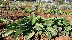 80K views · 1.7K reactions | How to make organic fertilizer using comfrey without fermenting it for fruit trees and vegetables | Radical Farmer - Organic Farm7 | Facebook