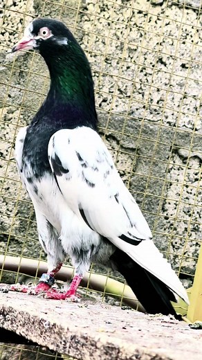 Beautiful White Pigeon with Unique Markings