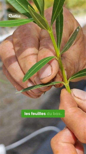 Hubert Fontaine’s tutorial on how to properly propagate your oleander 🌸
