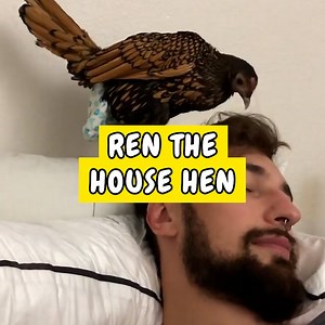 This woman shares how she cares for her super sweet house hen 🐓💕 | Happiest