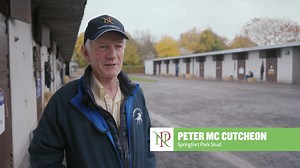 Peter Mc Cutcheon, Springfort Park Stud