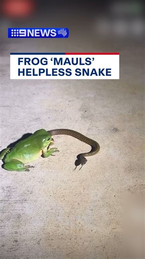 405K views · 907 reactions | Talk about eyes bigger than your stomach... A green tree frog has been caught attempting to devour a snake near Calliope in QLD, before coming to terms with the situation. | 9 News | Facebook