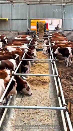 How Modern Farms Feed Dozens of Cattle at Once #livestocklife #rurallife #farm