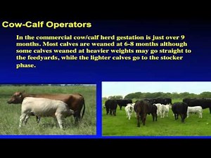 Lecture 2 pt 3: The Beef Production System- Breed Types in Cattle Production