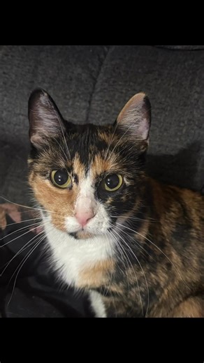 Fur babies 😻😻🐶🐶 | Connie Quick