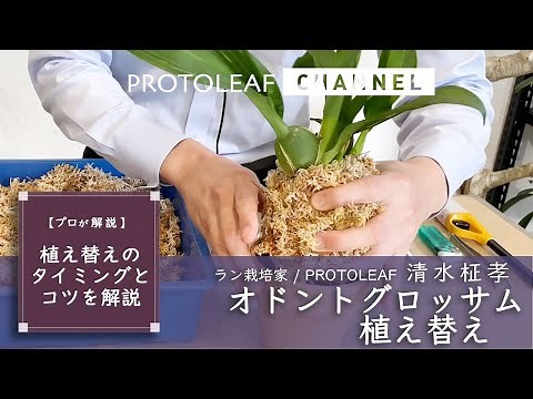 【プロが解説】オドントグロッサムの植え替えのタイミングとコツを解説