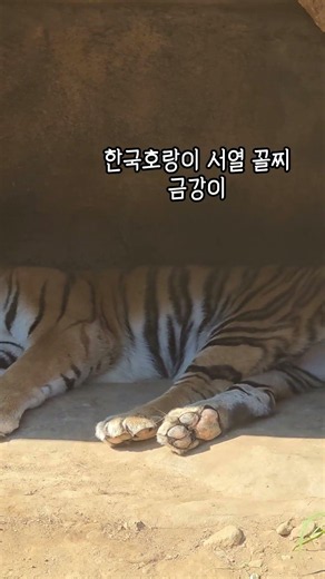 사파리월드 : 더 와일드 한국호랑이 금강이 태백이