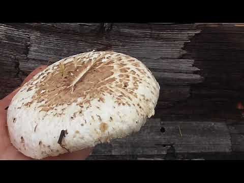 Giant Sawgill (Neolentinus ponderosus) Mushroom in BC 2020