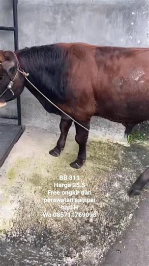 bismillah sapi murah. bisa titip sampai adha 2026. #fypシ #goat #goat #sapilucu