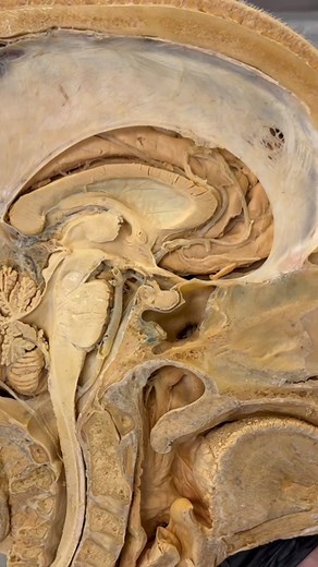 TikTok - Make Your Day